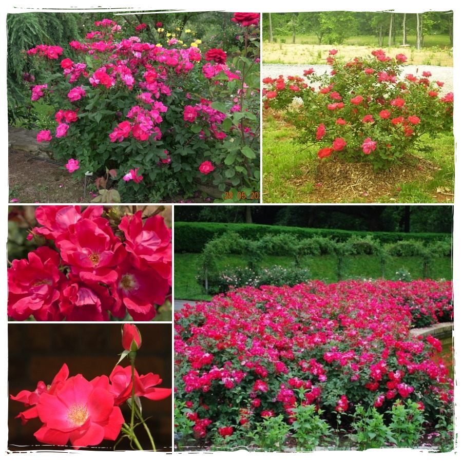 Knock Out róże rabatowe